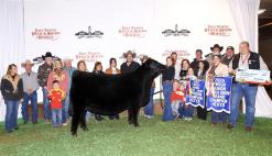 Kaylee Langford, a Breckenridge 4-H member captured Junior Heifer Champion with UDE Queen Ruth 2001 in the Junior Angus Heifer Show at the 2024 Fort Worth Stock Show & Rodeo. Contributed photo/FWSSR